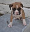 Puppies for sale Netherlands, Amsterdam Boxer