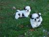 Puppies for sale Spain, Alicante Shih Tzu