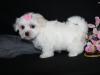 Puppies for sale France, Paris Bichon
