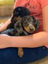 Puppies for sale Italy, Ancona Dachshund