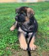 Puppies for sale Germany, Berlin German Shepherd Dog