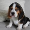 Puppies for sale France, Lion , Beagle