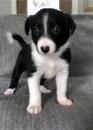 Puppies for sale Spain, Malaga Border Collie