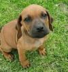 Puppies for sale Spain, Alicante Italian Corso Dog