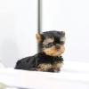 Puppies for sale Canada, Ontario, Toronto, Oakville Yorkshire Terrier