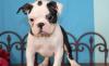 Puppies for sale France, Paris Boston Terrier