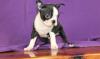 Puppies for sale Greece, Athens Boston Terrier