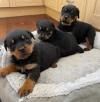 Puppies for sale Russia, Moscow Rottweiler