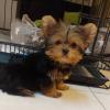 Puppies for sale Poland, Bytom Yorkshire Terrier