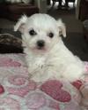 Puppies for sale Canada, Alberta Maltese