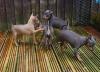 Puppies for sale Netherlands, Maastricht Miniature Pinscher