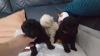 Puppies for sale Spain, Madrid Toy-poodle