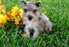 Puppies for sale Czech Republic, Prague Mixed breed