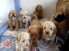 Puppies for sale Netherlands, Maastricht , Cockapoo