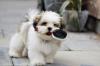 Puppies for sale Cyprus, Paphos Lhasa Apso
