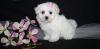 Puppies for sale Czech Republic, Prague Bichon