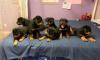 Puppies for sale Netherlands, Leiden Rottweiler
