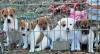 Puppies for sale France, Paris Jack Russell Terrier