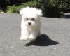 Puppies for sale Netherlands, Bergen aan Zee Maltese