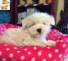 Puppies for sale United Kingdom, Chester Maltese