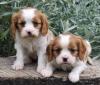 Puppies for sale France, Nantes Other breed, Bolognese