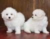 Puppies for sale Netherlands, Arnhem Bichon