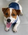 Puppies for sale Belgium, Gant Beagle