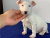 Puppies for sale France, Amiens Bull Terrier