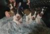 Puppies for sale Netherlands, Rotterdam Bull Terrier