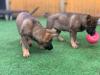 Puppies for sale Cyprus, Ayia Napa German Dog