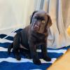 Puppies for sale Germany, Berlin Labrador Retriever