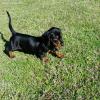 Puppies for sale Denmark, Kopenagen Dachshund