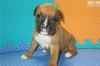 Puppies for sale Cyprus, Paphos Boxer