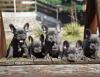 Puppies for sale Cyprus, Limassol French Bulldog