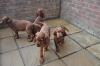 Puppies for sale Finland, Rovaniemi Irish Setter
