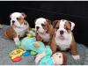 Puppies for sale Hungary, Budapest English Bulldog