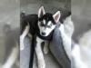 Puppies for sale Belgium, Gant Haski