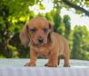 Puppies for sale Netherlands, Maastricht Dachsbracke