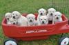 Puppies for sale Germany, Brandenburg Golden Retriever