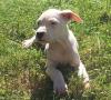 Puppies for sale Denmark, Kopenagen Labrador