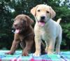 Puppies for sale Germany, Karlstadt Labrador