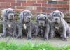 Puppies for sale Germany, Cottbus Neapolitan Mastiff