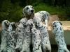 Puppies for sale Cyprus, Larnaca Dalmatian