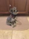 Puppies for sale Greece, Athens Other breed, Miniature Schnauzers