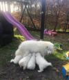 Puppies for sale Netherlands, Petten Samoyed dog (Samoyed)