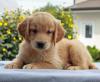 Puppies for sale Germany, Dusseldorf Golden Retriever