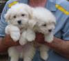 Puppies for sale Cyprus, Larnaca Other breed, COTON DE TULEAR