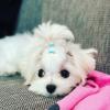 Puppies for sale Italy, Monza Maltese
