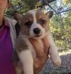 Puppies for sale Czech Republic, Prague Other breed