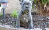 Puppies for sale Belgium, Brussels French Bulldog